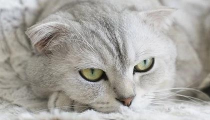 万向娱乐官网-澳门赛决赛马龙战胜王楚钦 连续两周夺男单冠军