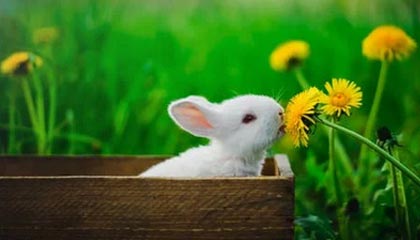 万向娱乐官方入口-马拉多纳的最后时光:情绪低落 本可能去古巴疗养